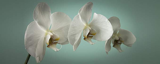 Teal Orchid Canvas