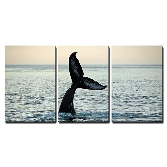 wall26-3 Piece Canvas Wall Art - Fin of a Humpback Whale - Modern Home Decor Stretched and Framed Ready to Hang - 24