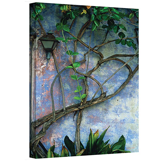 ArtWall Vine and Wall Gallery Wrapped Canvas by Kathy Yates, 24 by 36-Inch