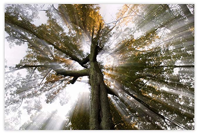 Picture Sensations Glow in The Dark Canvas Wall Art, Sun Tree Rays of Light