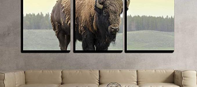 wall26 – 3 Piece Canvas Wall Art – Bison in Grasslands of Yellowstone National Park in Wyoming – Modern Home Decor Stretched and Framed Ready to Hang – 24″x36″x3 Panels Review