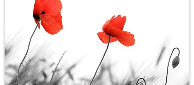 Picture Sensations Glow in The Dark Canvas Wall Art, Flower Red Poppy Review