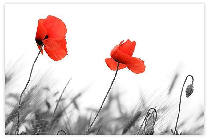 Picture Sensations Glow in The Dark Canvas Wall Art, Flower Red Poppy