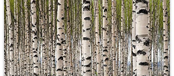 Picture Sensations Glow in The Dark Canvas Wall Art, Birch Tree Forest Review