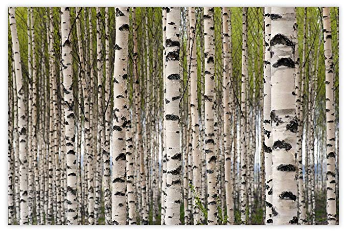 Picture Sensations Glow in The Dark Canvas Wall Art, Birch Tree Forest