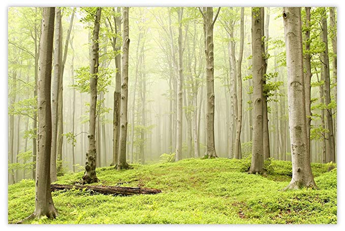 Picture Sensations Glow in The Dark Canvas Wall Art, Misty Spring Forest