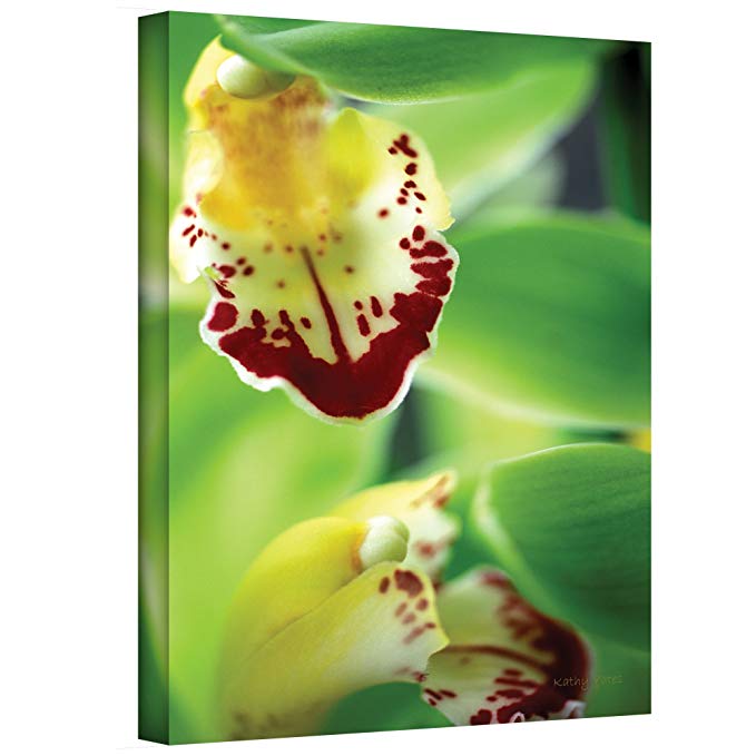 ArtWall Cymbidium Sea Foam Emerald Orchid Gallery Wrapped Canvas by Kathy Yates, 24 by 36-Inch