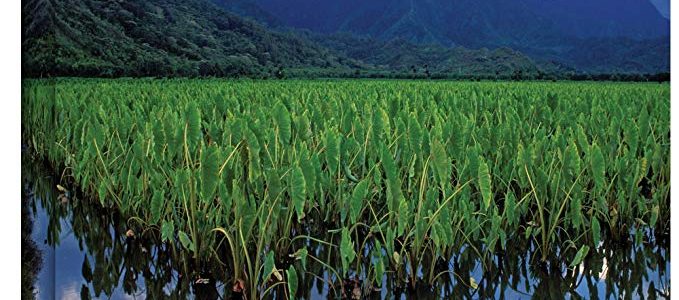 ArtWall Kauai Taro Field Gallery Wrapped Canvas by Kathy Yates, 24 by 36-Inch Review