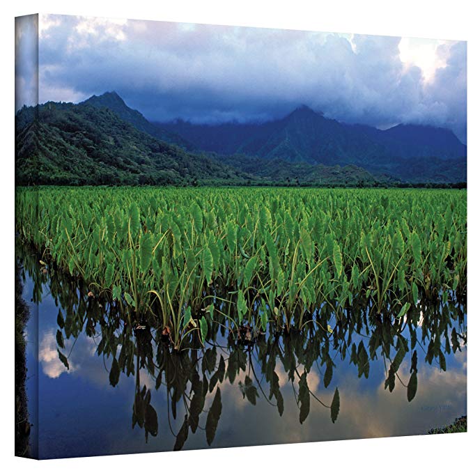 ArtWall Kauai Taro Field Gallery Wrapped Canvas by Kathy Yates, 24 by 36-Inch